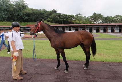 ��Ʋ��Ծ ����