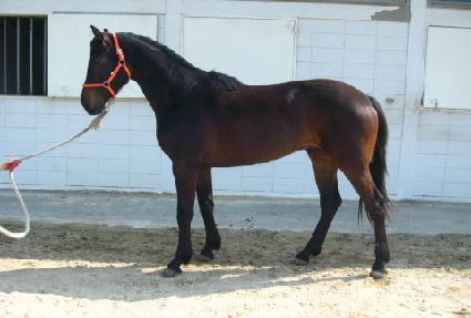 �������� ����