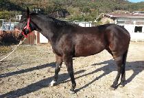 ũ����Ż���� (CRYSTAL MYEONGJAK) ����