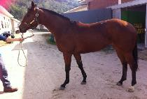 �ӽ�Ʈ�� (MUST RUN) ����