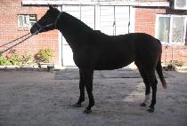 ��µ�ü (RAON DOLCE) ����