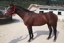 ��º��� (RAON BOSS) ����