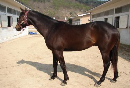 ����츣�޽� ����