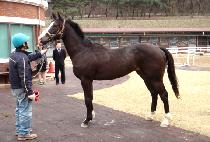 ������ (REAL STEP) ����