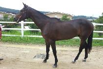 ���ϵ���� (WILD VICTOR) ����