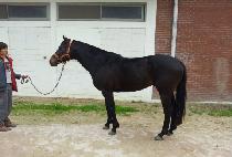 �������� (NANO JEPAE) ����