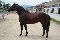 ���̽����� (ACE OPEN) ����