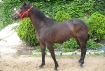 ��ǳ���� (POKPUNG RUSH) ����