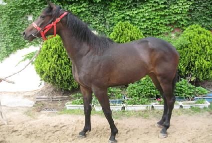 ��ǳ���� ����