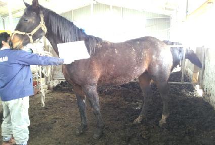 ������ ����