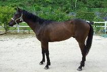 �����̽� (NEW ACE) ����