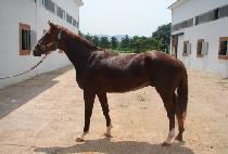 ���ۺ�Ʈ (SUPER BOLT) ����