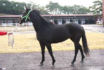 ��ȭ (GWANGHWA) ����