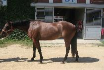 �������� (BLASTER) ����