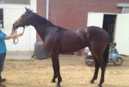 �÷��õ忣�� ����