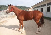 ũ������ȣũ (CRAZY HAWK) ����