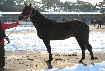 ����� (DAEDAEJANG) ����