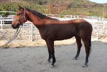 ����ȣũ (THUNDER HAWK) ����