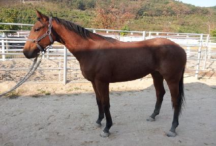 ����ȣũ ����