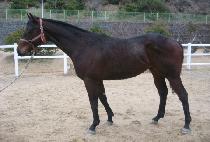 �ʿ��ǿ��� (CHOWONUI WANGJA) ����