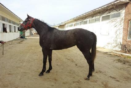 �ǹ�Ʈ���� ����