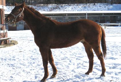 ����Ʈĸƾ ����