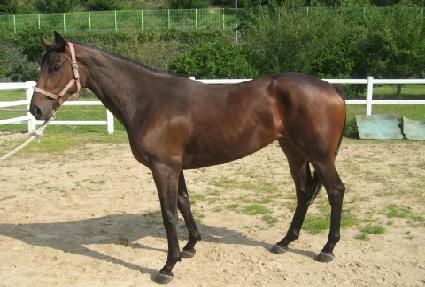 �����ǽ¸� ����