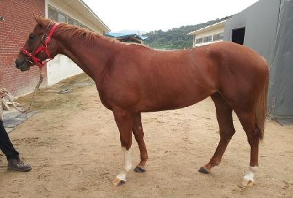 ���ϸӴ� ����