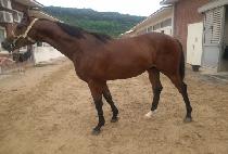 ����¡��� (RISING GOLD) ����