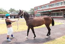 �Ʊ׸��� (AGRIPPINE) ����