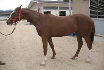 �Ƴ׸�� (ANEMONE) ����