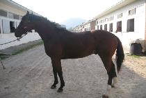 ������ (DEUMJIKHAN) ����