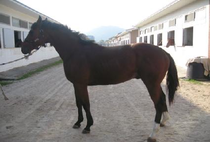 ������ ����