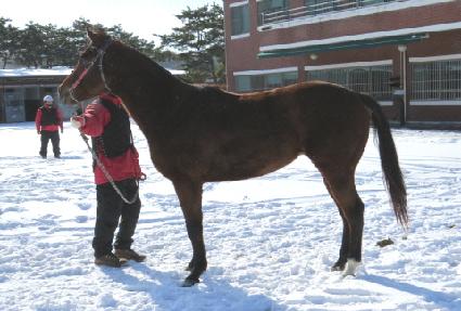 �ϻ�Ҷ� ����