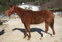 û���¾� (CHEONGIL TAEYANG) ����