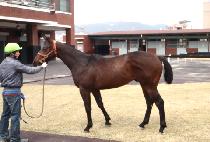 ���䰶���� (VIENTO GALLOPER) ����