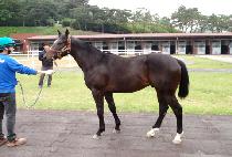 �Ǽ������� (AXEL GALLOPER) ����