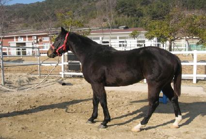 ��ڽ¸� ����