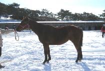 �������� (WINNING JUMP) ����