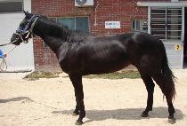 �����̺��� (MAUI VICTOR) ����