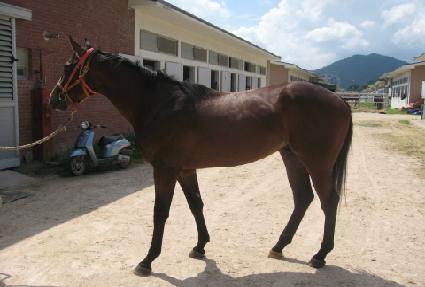 ���̳���ŷ ����