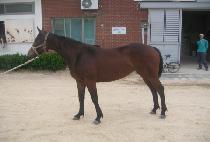 �������� (PICO PICO) ����