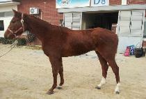 ���丮���� (VICTORY DOUBLE) ����