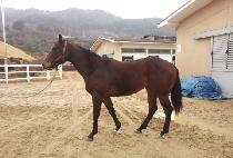 �����Ǳ��� (CHALLAUI GIJEOK) ����