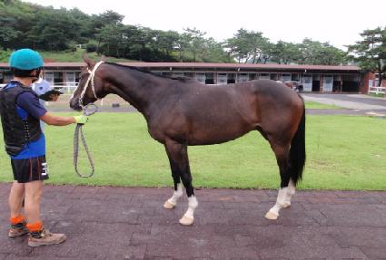 ����轺 ����