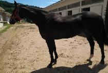 ����¡����� (RISING HERO) ����