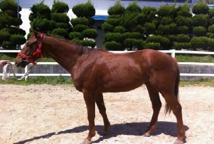 ���ƽ ����