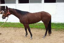 SINYONG QUEEN picture