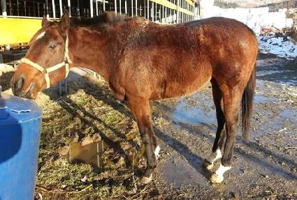 ����� ����