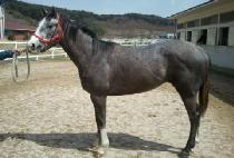 ȭ��Ʈ������ (WHITE SPRING) ����